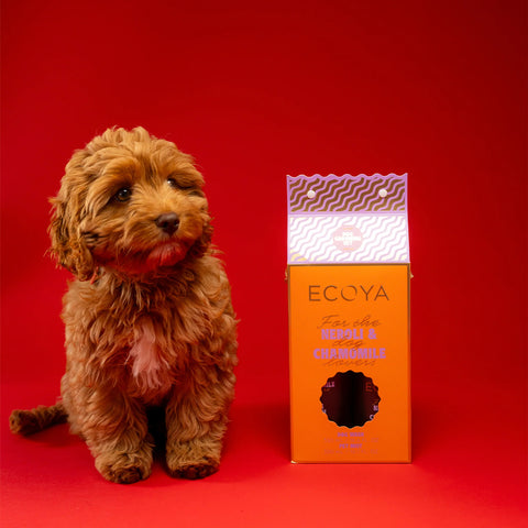 Dog Wash and Pet Mist Gift Set