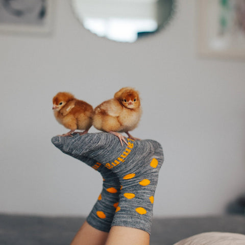 Lifestyle image of child's feet and lower legs wearing Lamington Children's Bay Crew Socks while two live chicks are balanced on soles of feet.