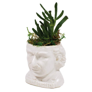 Philosophers Guild Albert Einstein Fertile Mind Planter with plant.