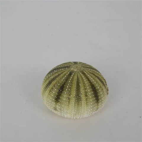 Sea Urchin Green